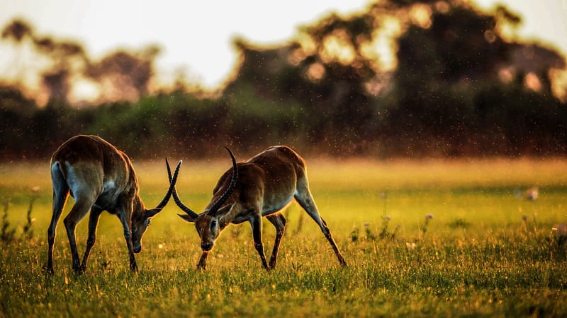 Exotic Safari